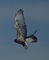 [Ferruginous Hawk in flight]