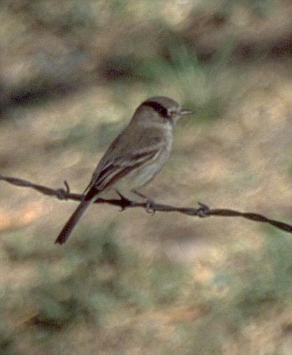 [Gray Flycatcher]