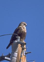 [Rough-legged Hawk]