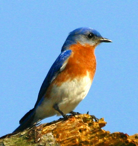 [Eastern Bluebird]