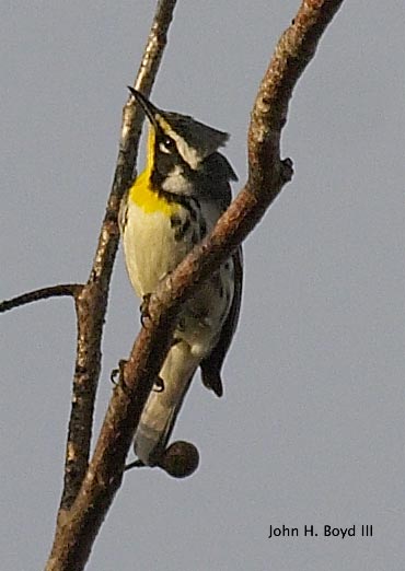 [Yellow-throated Warbler]