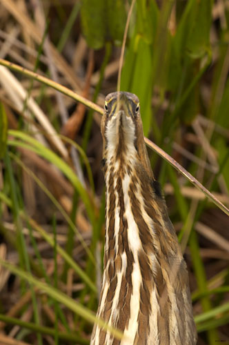 [American Bittern]