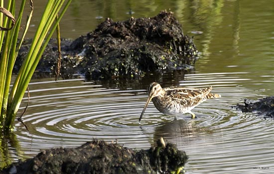 [Wilson's Snipe]