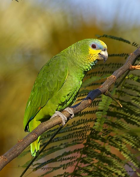 [Orange-winged Amazon]