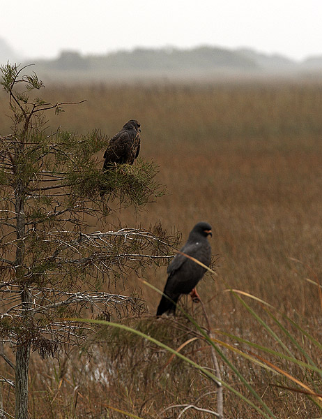 [Snail Kite]