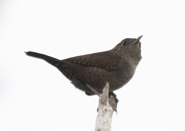 [House Wren]