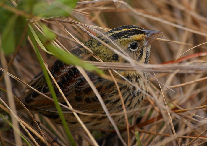 [Henslow's Sparrow]