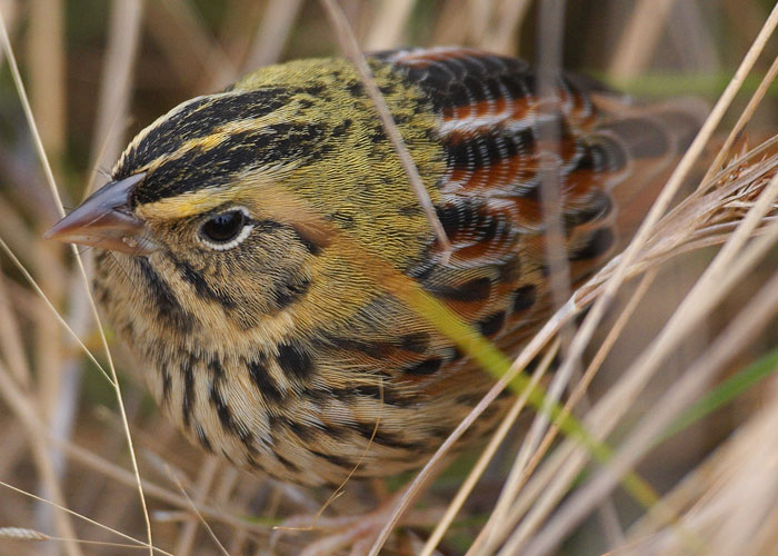 [Henslow's Sparrow]