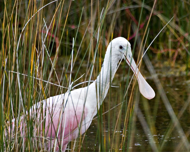 [Roseate Spoonbill]