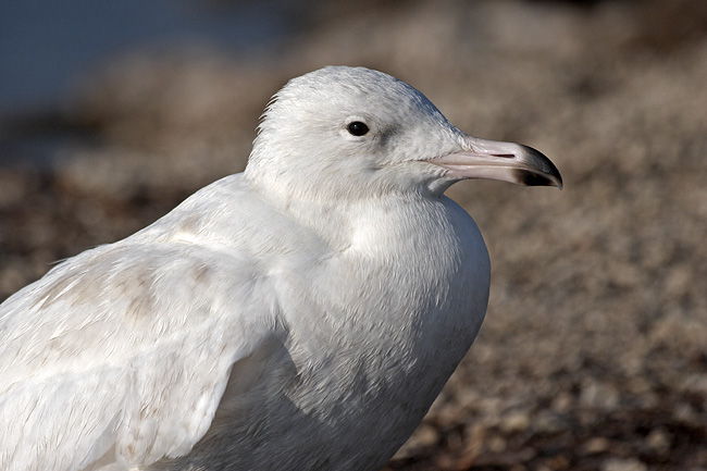 [Glaucous Gull]