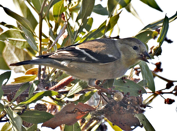 [American Goldfinch]