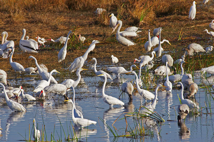 [Waders near Tamiami Trail]