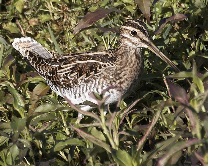 [Wilson's Snipe]