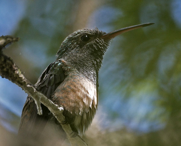 [Buff-bellied Hummingbird]