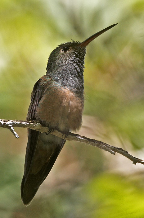 [Buff-bellied Hummingbird]