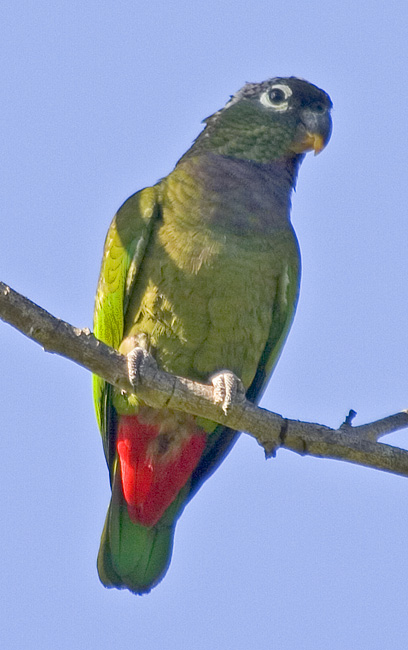 [Scaly-headed Parrot]