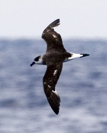 [Black-capped Petrel]