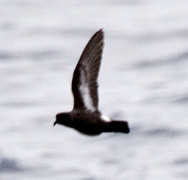 [European Storm-Petrel]