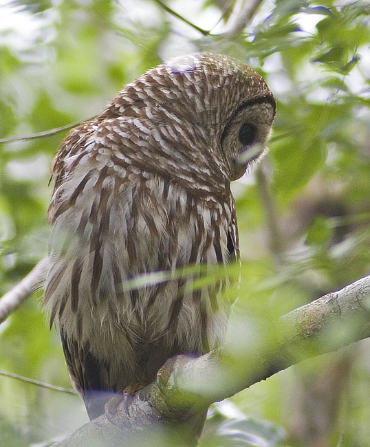 [Barred Owl]