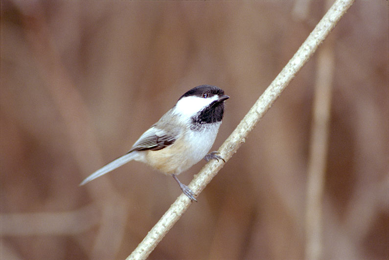 [Black-capped Chickadee]