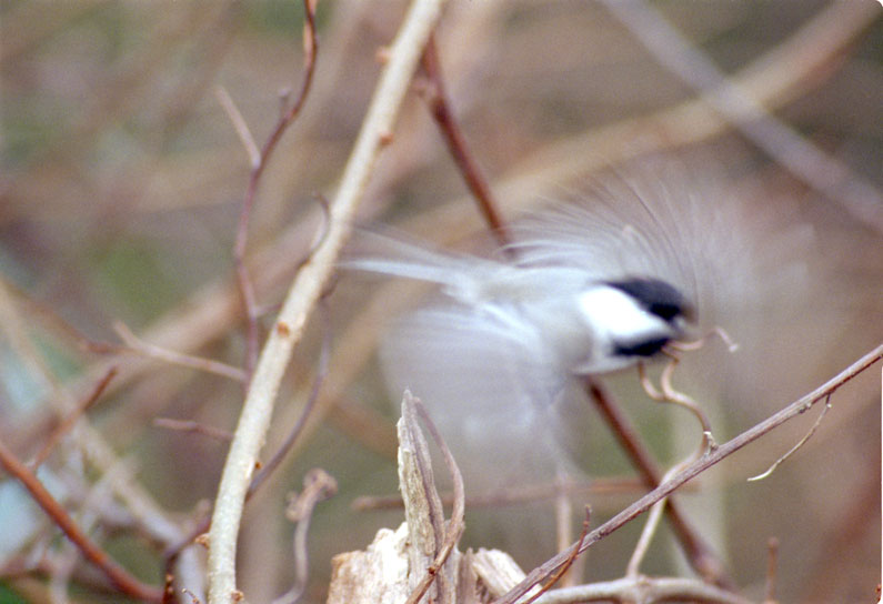 [Black-capped Chickadee]