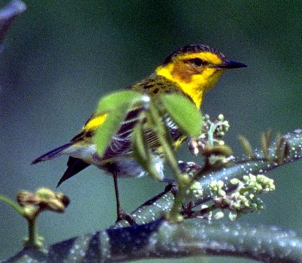 [Cape May Warbler]