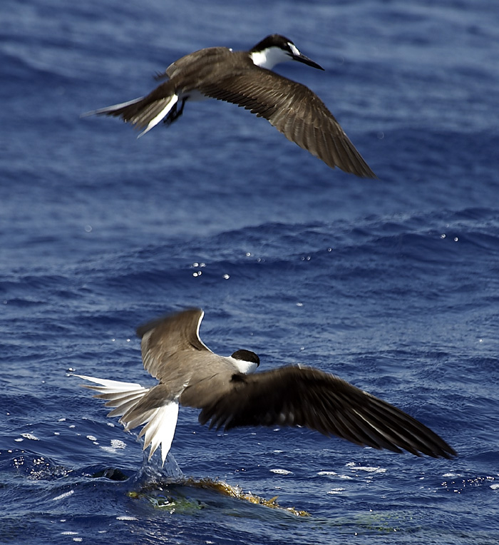 [Sooty and Bridled Terns]