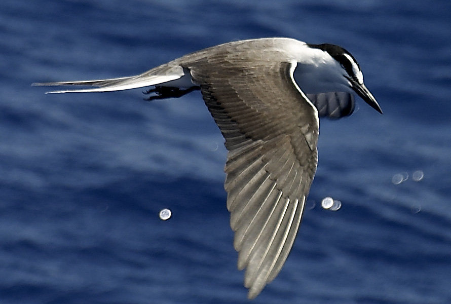 [Bridled Tern]