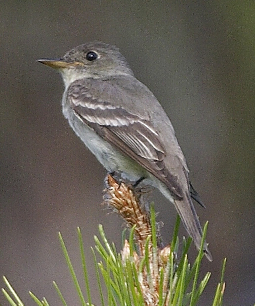 [Eastern Wood-Pewee]