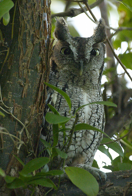 [Eastern Screech-Owl]