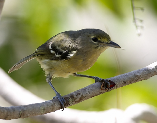 [Thick-billed Vireo]