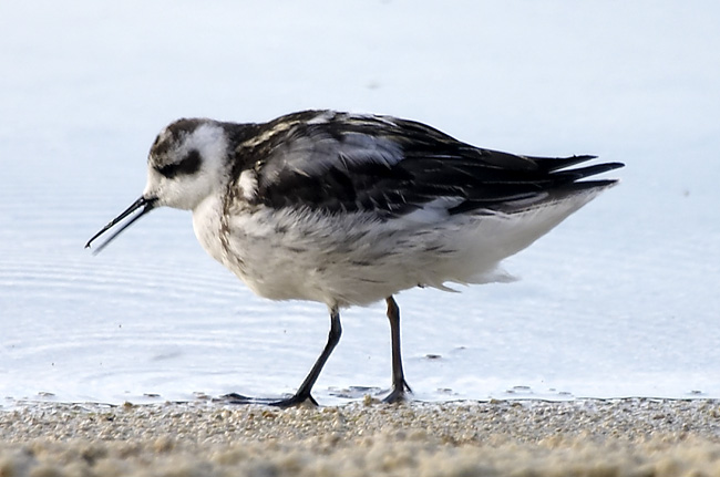 [Red-necked Phalarope]