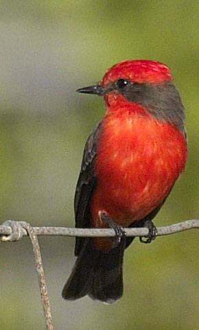 [Vermilion Flycatcher]