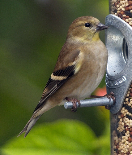 [American Goldfinch]