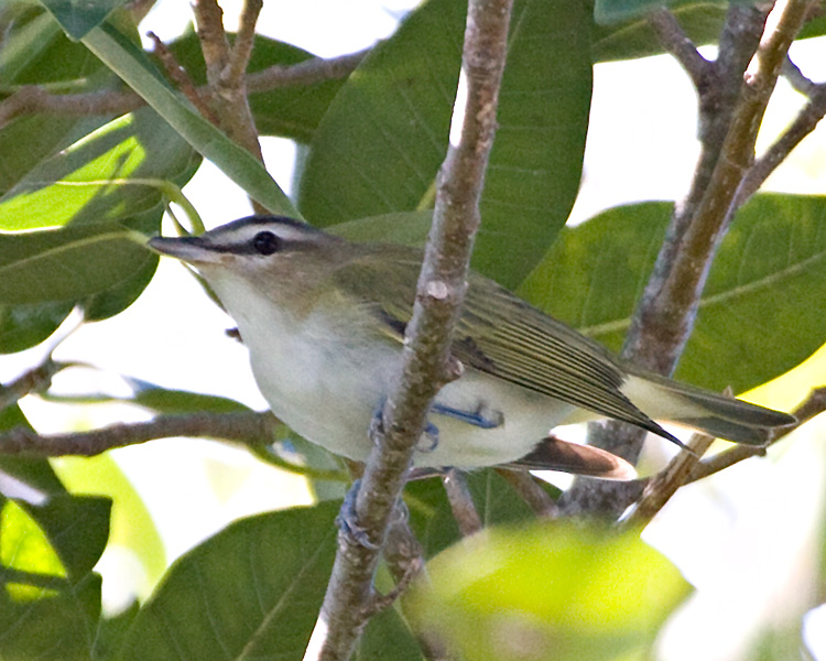 [Red-eyed Vireo]