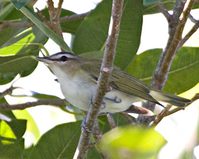 Red-eyed Vireo