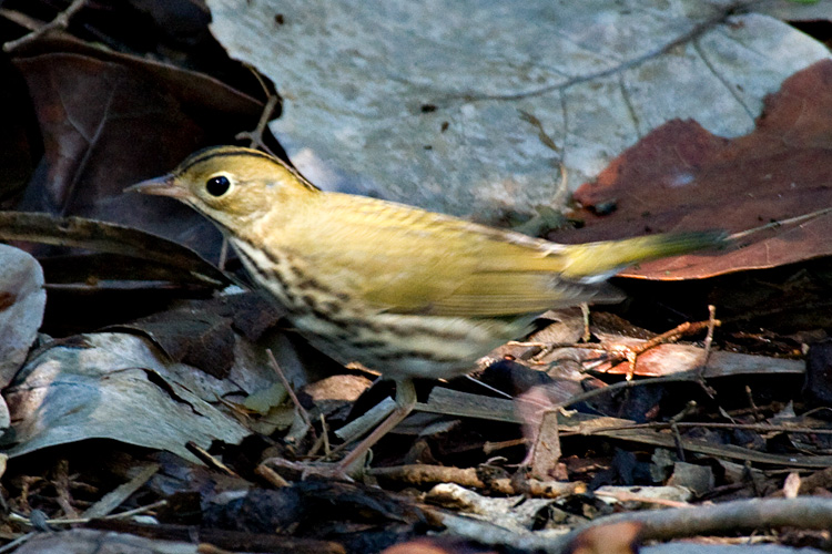 [Ovenbird]