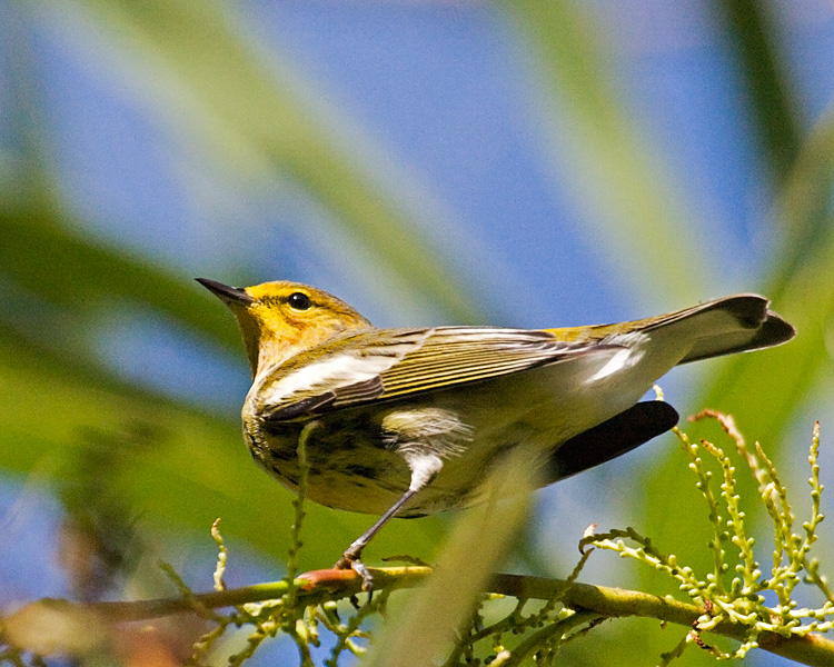 [Cape May Warbler]