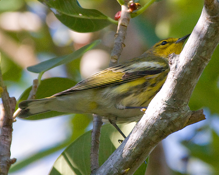 [Cape May Warbler]