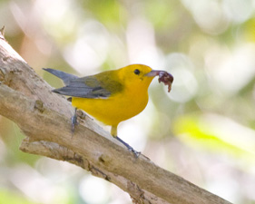 Prothonotary Warbler