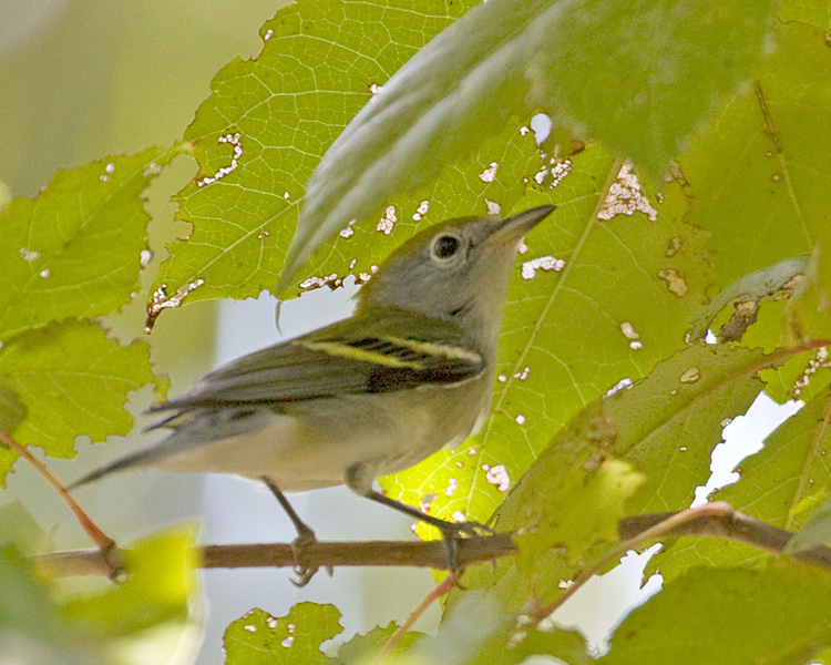 [Chestnut-sided Warbler]