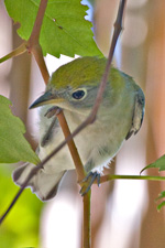 Chestnut-sided Warbler