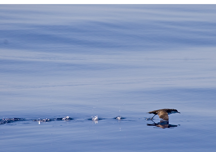 [Audubon's Shearwater]