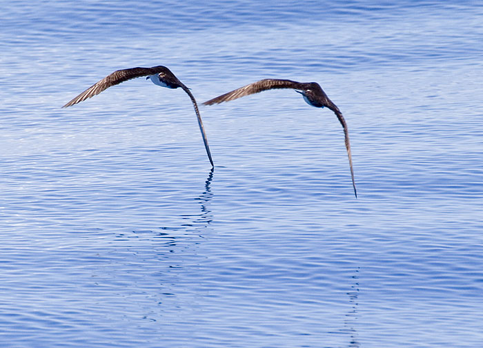 [Audubon's Shearwaters]