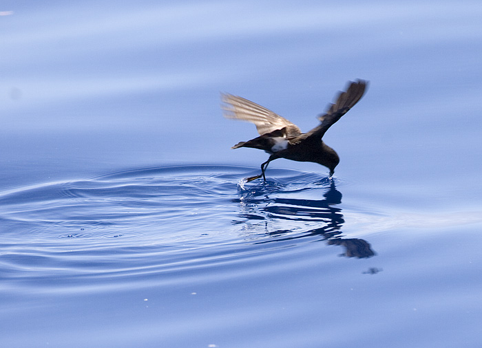 [Wilson's Storm-Petrel]