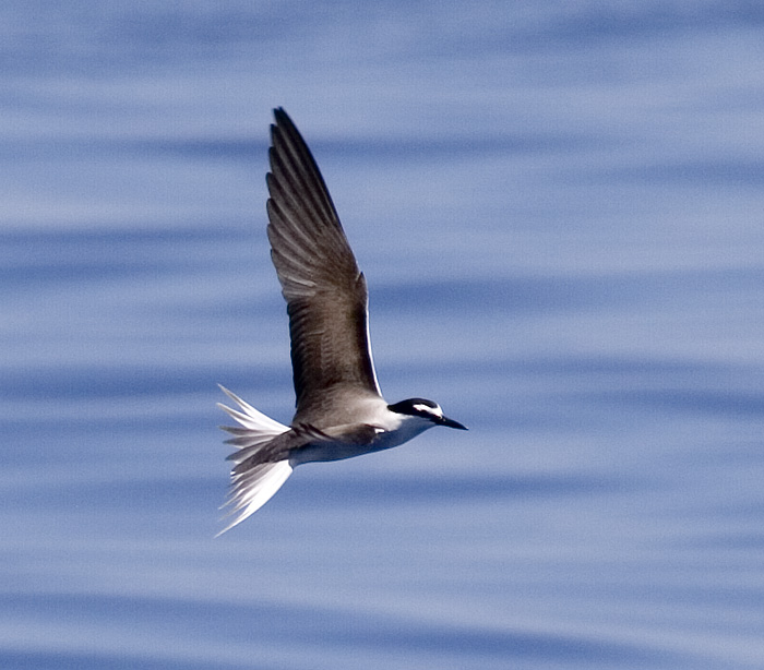 [Bridled Tern]