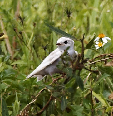 [Leucistic/Albinistic Swallow]