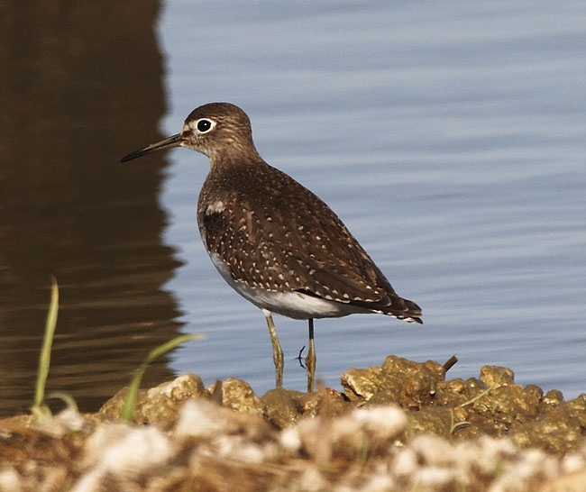 [Solitary Sandpiper]