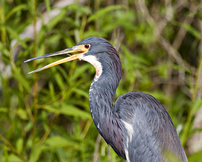 [Tricolored Heron]