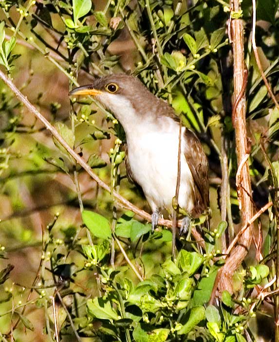 [Yellow-billed Cuckoo]